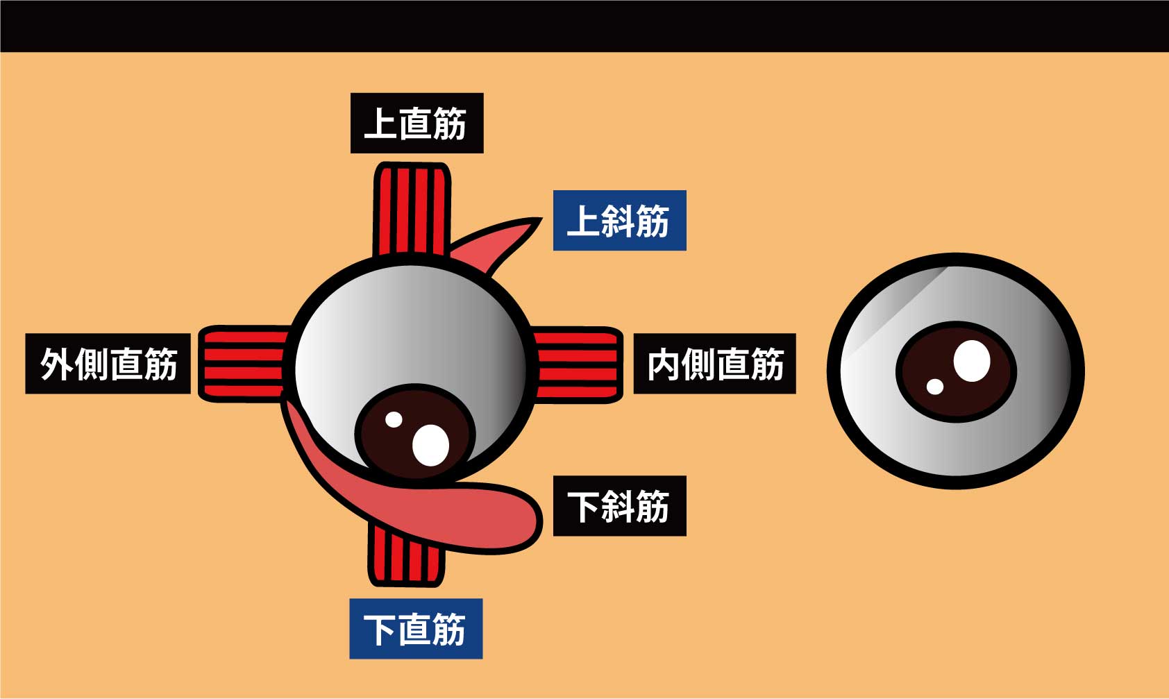 眼の筋｜下側直筋,上斜筋