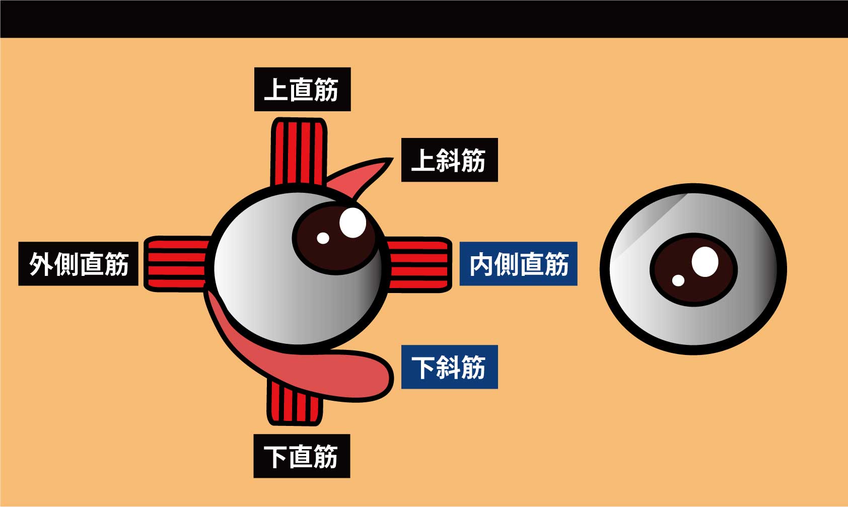 眼の筋｜下斜筋,内側直筋