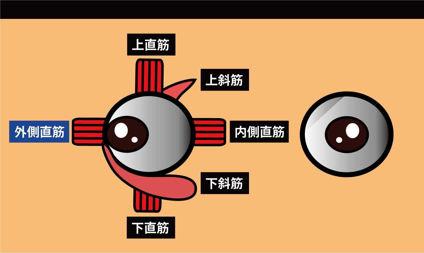 眼の筋｜外側直筋