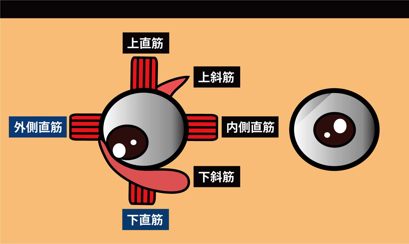 眼の筋｜外側直筋,下直筋