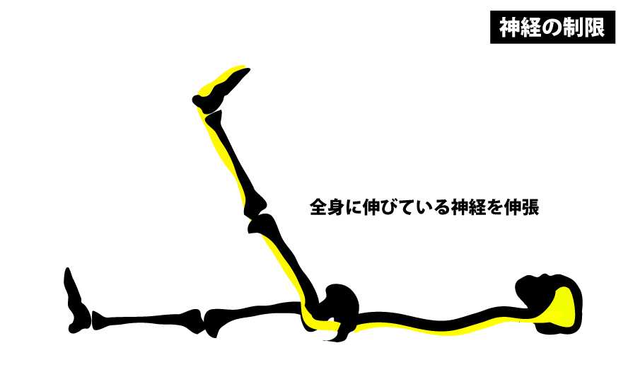 神経によるSLR制限