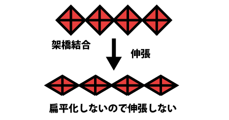 筋短縮の原理｜線維化②