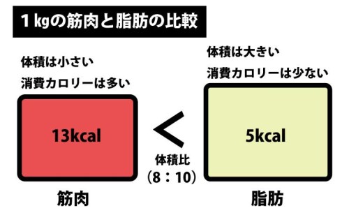筋肉と脂肪の重量比較