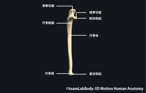 尺骨前面｜各部位の名称