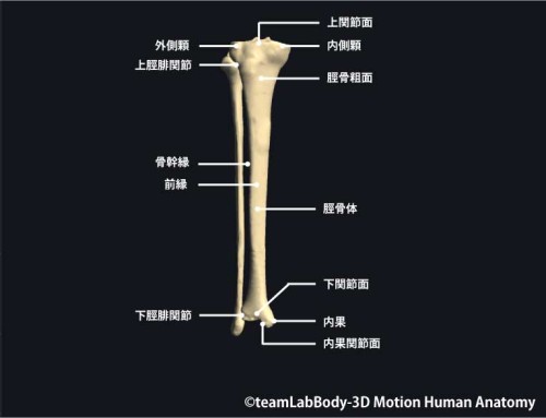 脛骨前面｜部位の名称