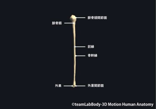 腓骨前面｜部位の名称