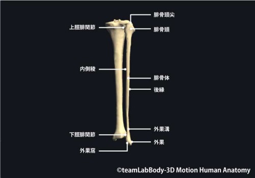腓骨後面｜部位の名称