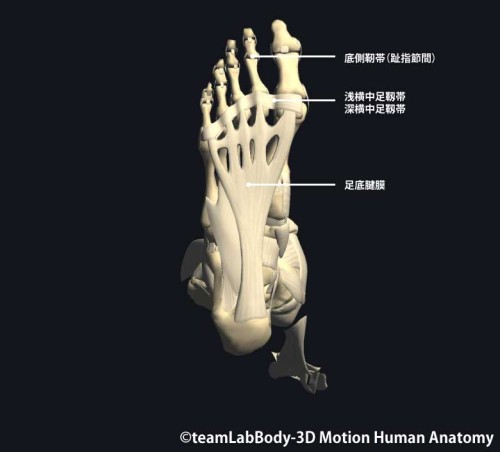足趾足底の靱帯
