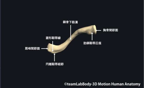 鎖骨下面｜各部位の名称