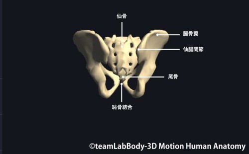 骨盤後面｜各部位の名称