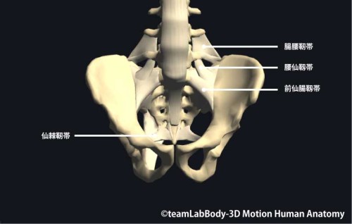 仙腸関節の靱帯｜前面