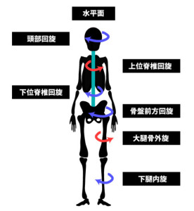 姿勢分析と運動連鎖｜水平面