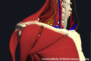 鎖骨下筋と大胸筋