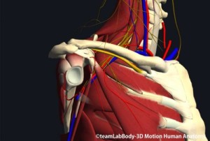 鎖骨下筋下方の神経と血管