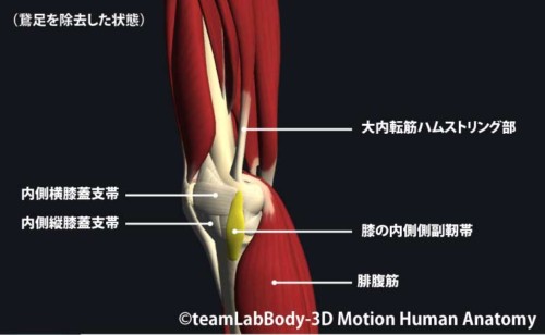 %e9%b5%9e%e8%b6%b3%e3%82%92%e9%99%a4%e5%8e%bb%e3%81%97%e3%81%9f%e7%8a%b6%e6%85%8b%e3%81%ae%e8%86%9d%e9%96%a2%e7%af%80%e5%86%85%e5%81%b4%e9%83%a8