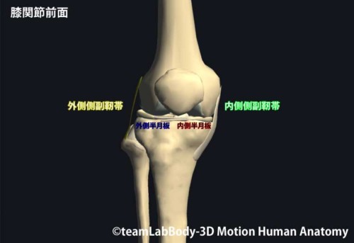 膝外側側副靭帯 Lcl 損傷のリハビリ治療 Rehatora Net