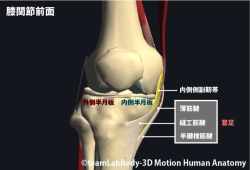 膝内側側副靭帯 Mcl 損傷のリハビリ治療 Rehatora Net