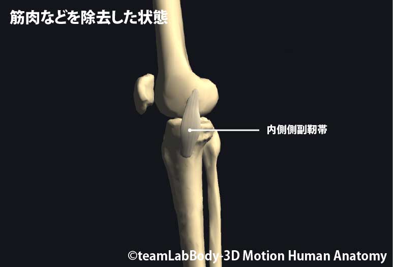 %e8%86%9d%e9%96%a2%e7%af%80%e5%81%b4%e9%9d%a2%ef%bd%9c%e5%86%85%e5%81%b4%e5%81%b4%e5%89%af%e9%9d%ad%e5%b8%af