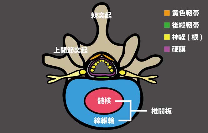 腰椎の断面解剖図