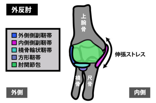 肘関節内側の痛みの原因とリハビリ治療 Rehatora Net