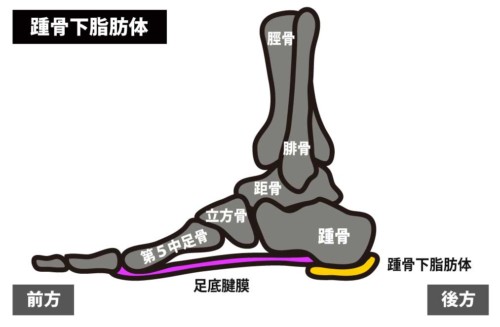 踵骨下脂肪体損傷のリハビリ治療 Rehatora Net