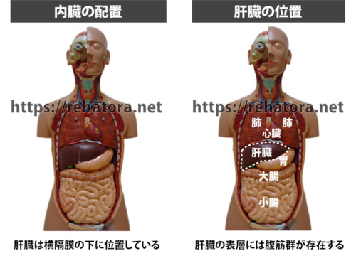 肝臓の位置と関連痛領域について図で解説 Rehatora Net