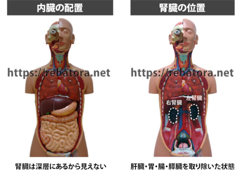 腎臓の位置と関連痛領域について図で解説 Rehatora Net