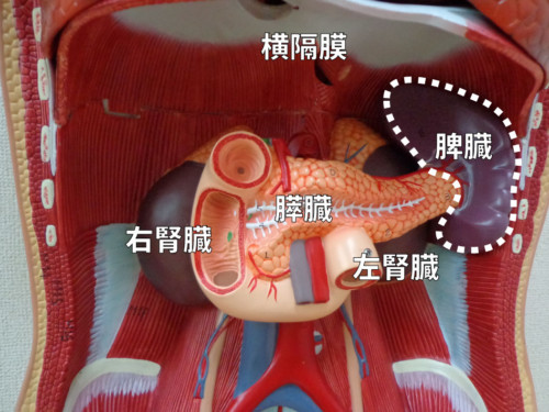 内臓の脾臓