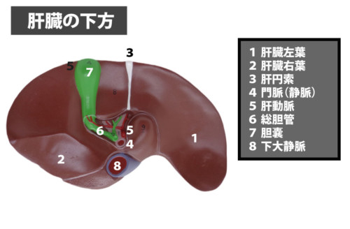 肝臓の後下方