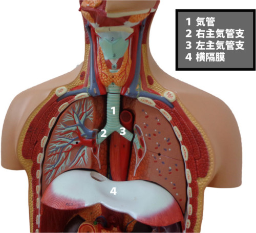 肺と気管支と横隔膜