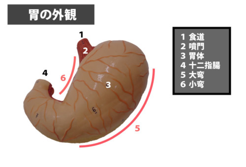 胃の外観