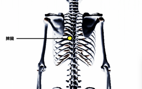 脾臓の圧痛点後面