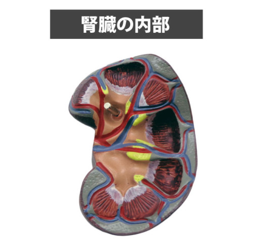 腎臓の内部