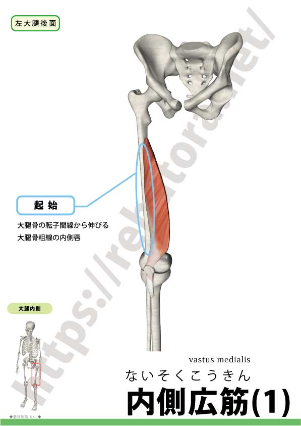 シンスプリントのリハビリ治療 Rehatora Net