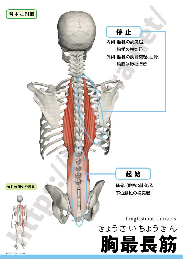 脊柱起立筋が膨隆している腰痛症の治療について Rehatora Net