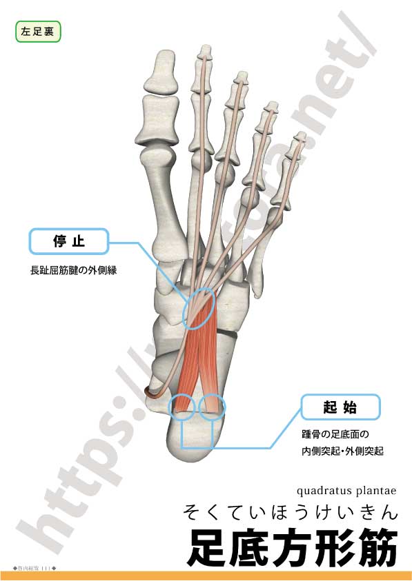 足底方形筋 Quadratus Plantae Rehatora Net