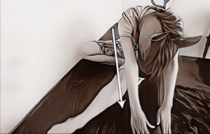 半腱様筋｜ストレッチ方法