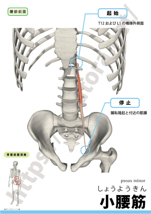小腰筋の起始停止