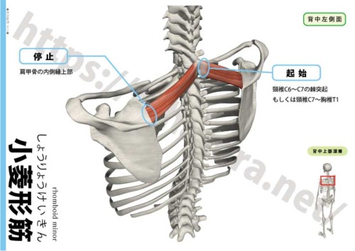小菱形筋の起始停止