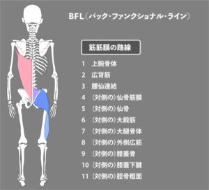 広背筋：筋膜：BFL