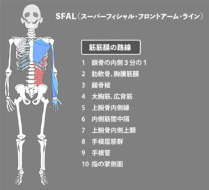 広背筋：筋膜：SFAL