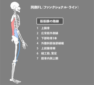 広背筋：筋膜：同側FL