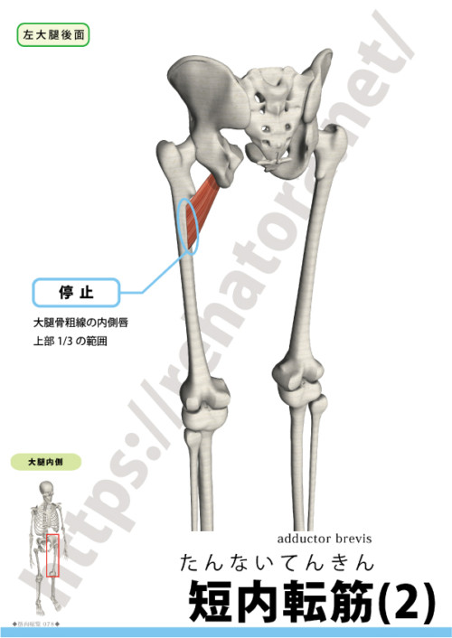 短内転筋の起始停止２