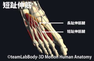 短趾伸筋の触診