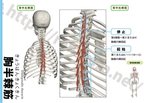 胸半棘筋の起始停止
