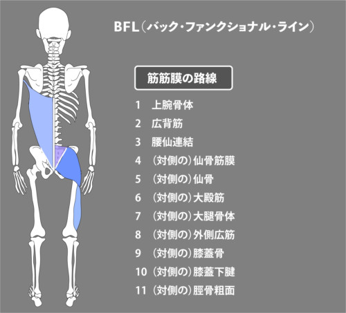 体幹回旋時に腰痛が起こる原因 Rehatora Net