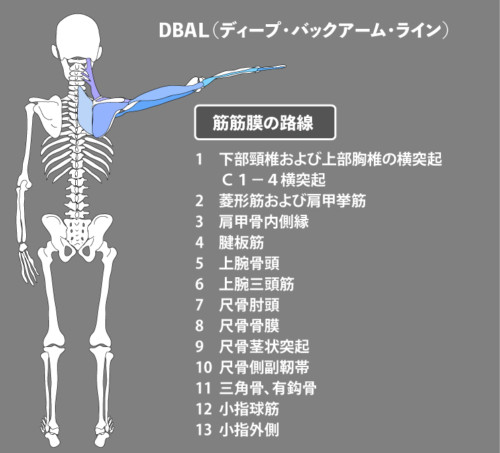 肩関節後方の痛みの原因とリハビリ治療 Rehatora Net