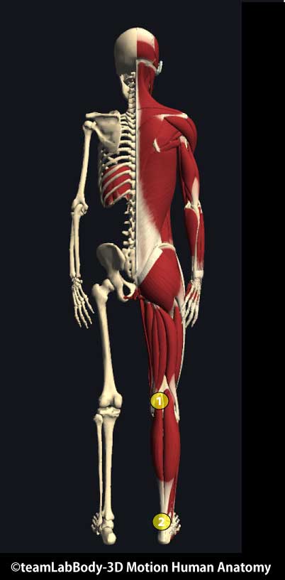 膝裏の痛みで跛行がある症例 Rehatora Net